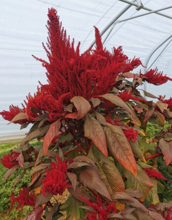 Amarante Pourpre graines bio