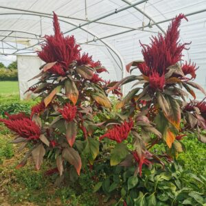 Amarante Pourpre graines bio2
