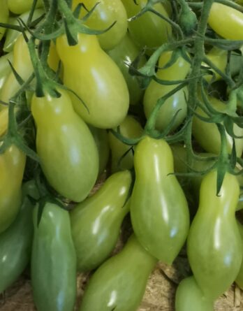 Tomate Cerise Dancing Green Fingers Bio