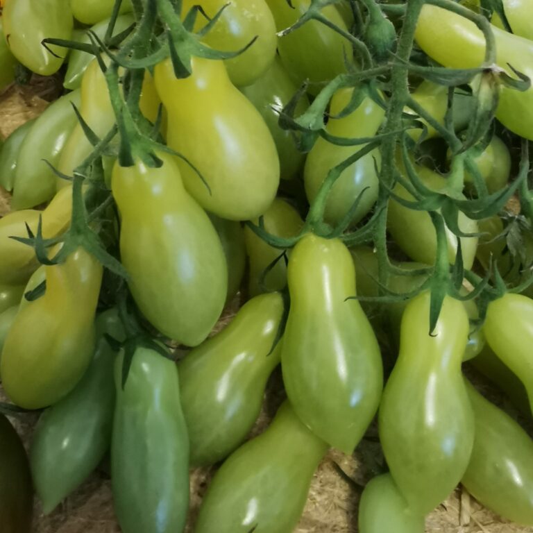 Tomate Cerise Dancing Green Fingers Bio