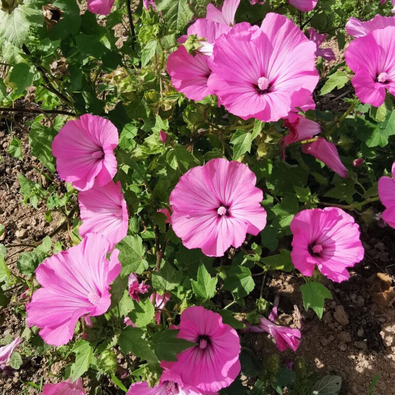 Lavatère Rose Bio