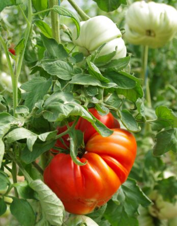 Tomate Grosse de Trélazé Bio