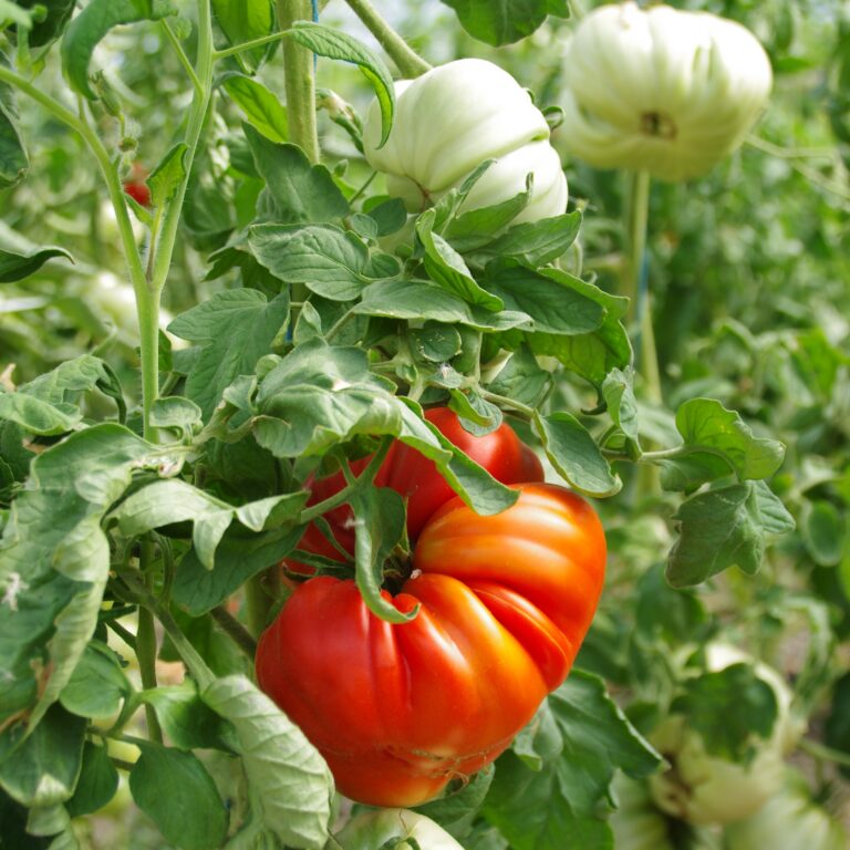 Tomate Grosse de Trélazé Bio