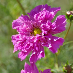 Cosmos_Double_Click_Rose_Graines_Biologiques