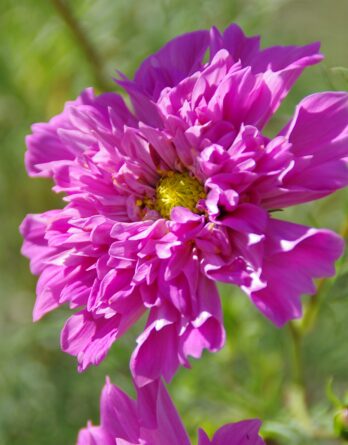 Cosmos_Double_Click_Rose_Graines_Biologiques