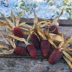 Maïs_popcorn_ fraise
