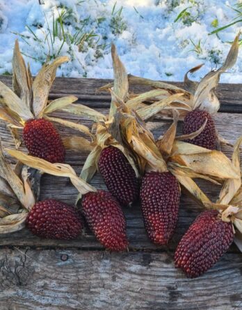 Maïs_popcorn_ fraise