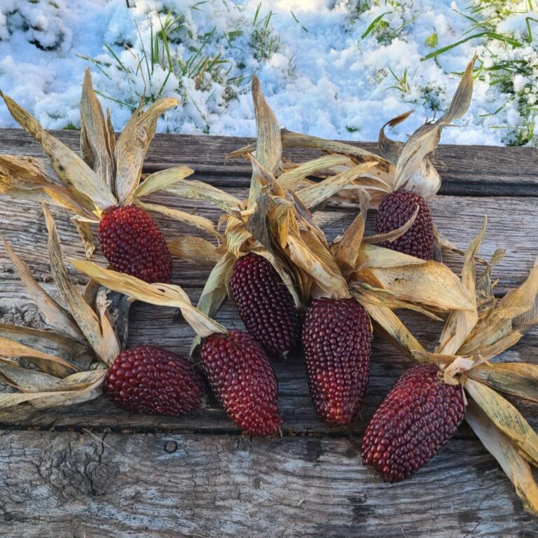 Maïs_popcorn_ fraise