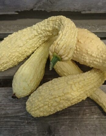 Courgette Popcorn "Rugosa Friolina" Bio