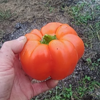 Poivron Kevin's Early Orange Bio