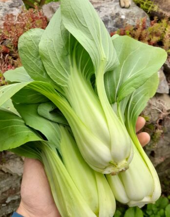 Chou de Chine Pak Choï Shanghai Green Bio