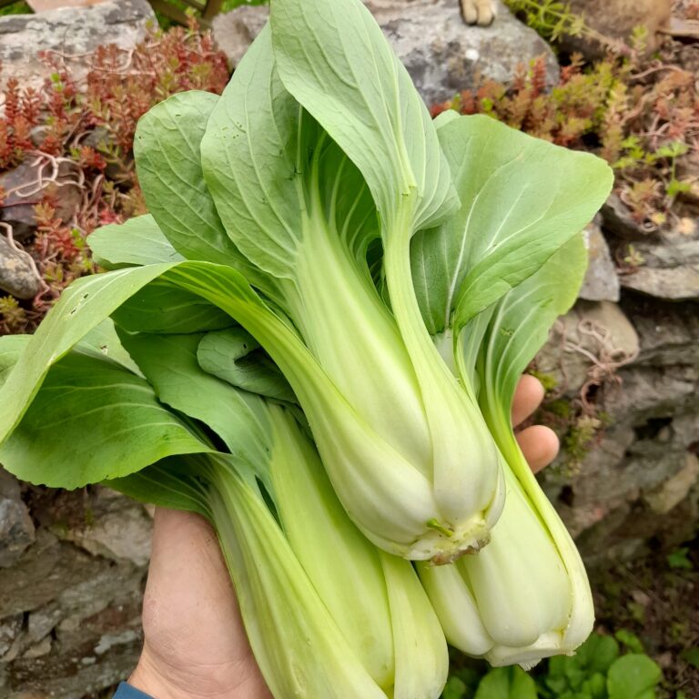 Chou de Chine Pak Choï Shanghai Green Bio