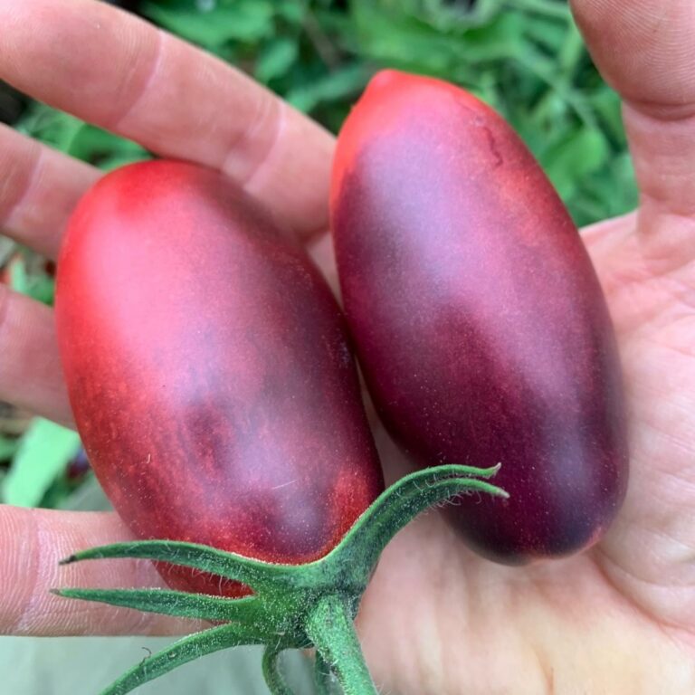 Tomate Slivka Gurman Bio