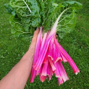 Semences_bio_poirée_peppermint
