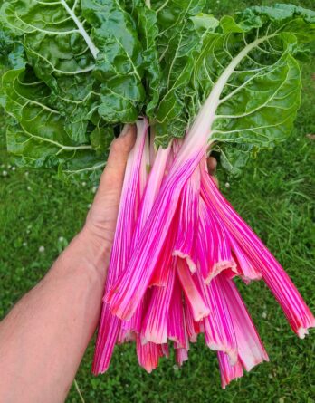 Semences_bio_poirée_peppermint