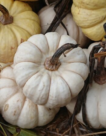 Courge Baby Boo Bio