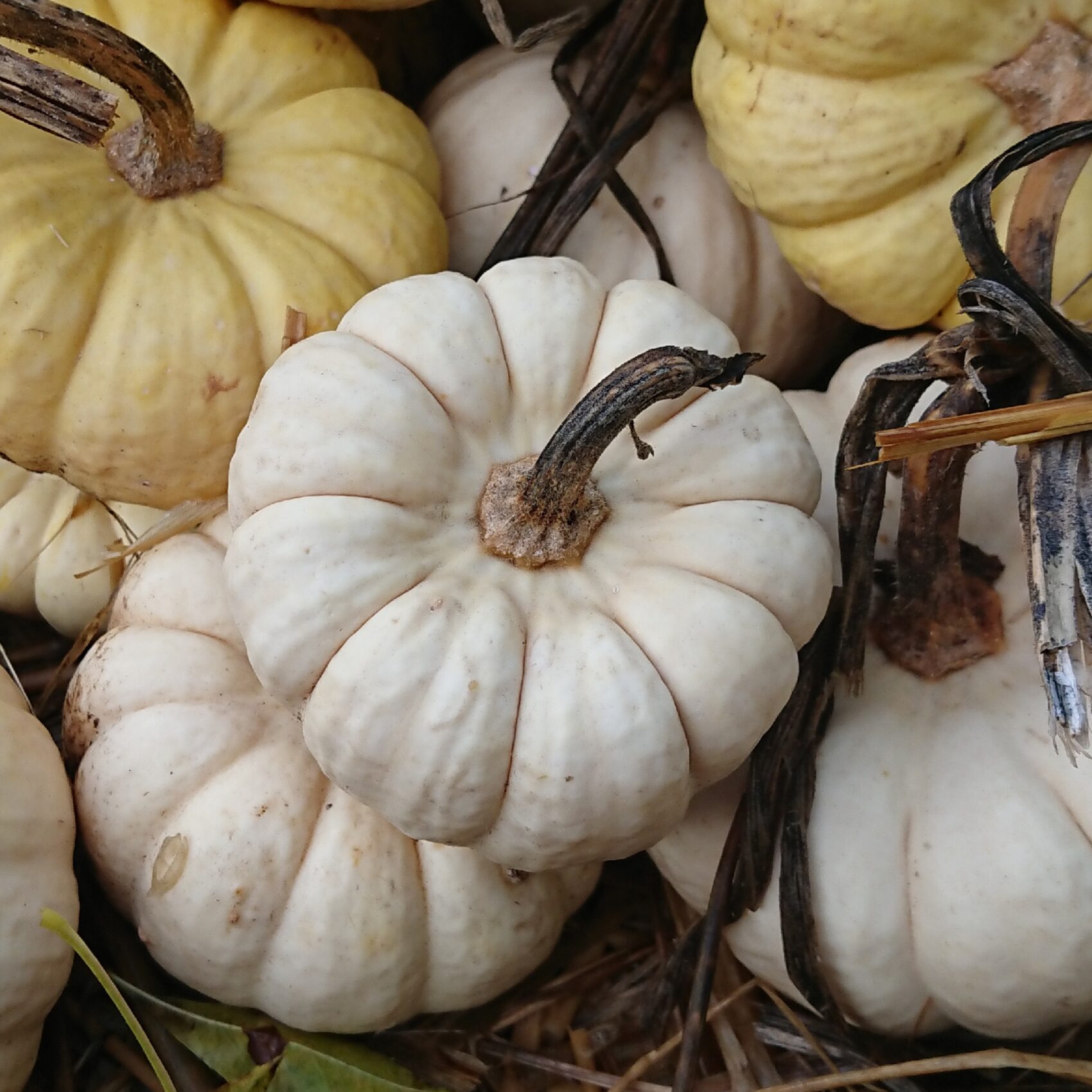 Courge Baby Boo Bio