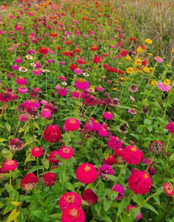 Zinnia Sunbow mix Bio