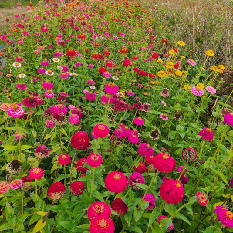 Zinnia Sunbow mix Bio
