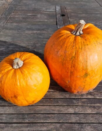 Courge Jack O’Lantern Bio