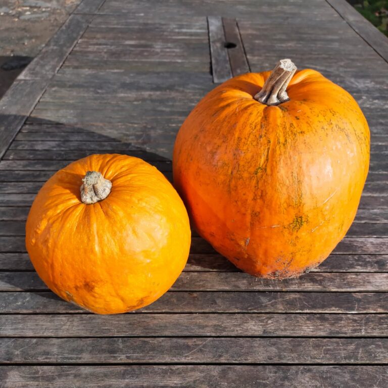 Courge Jack O’Lantern Bio