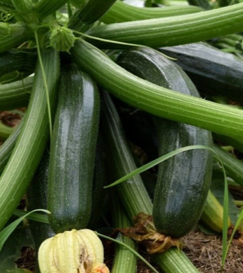 Courgette Black Beauty Bio