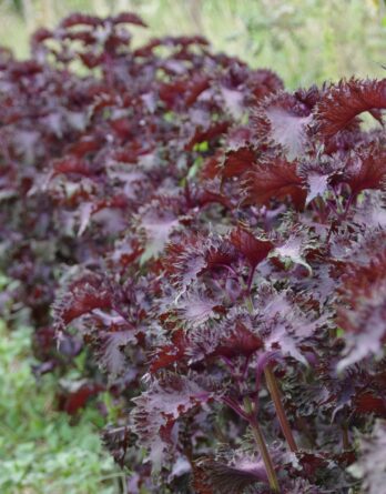 Perilla Pourpre - Shizo Bio