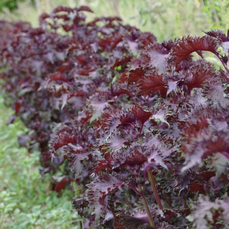 Perilla Pourpre – Shizo Bio